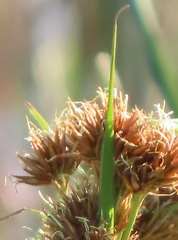 Rhynchospora spectabilis