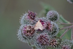Udea fulvalis