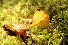 Calocybe naucoria