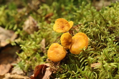 Calocybe naucoria