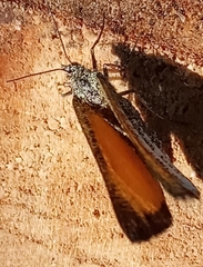 Isturgia limbaria