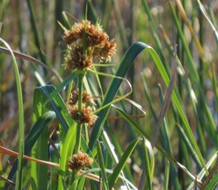 Rhynchospora spectabilis