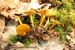 Calocybe naucoria