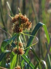 Rhynchospora spectabilis
