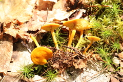 Calocybe naucoria