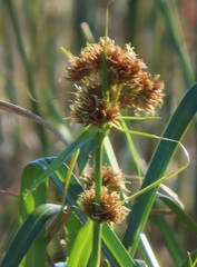 Rhynchospora spectabilis