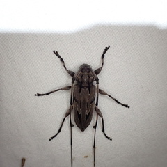 Acanthocinus nodosus