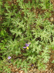 Solanum virginianum