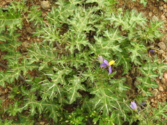 Solanum virginianum