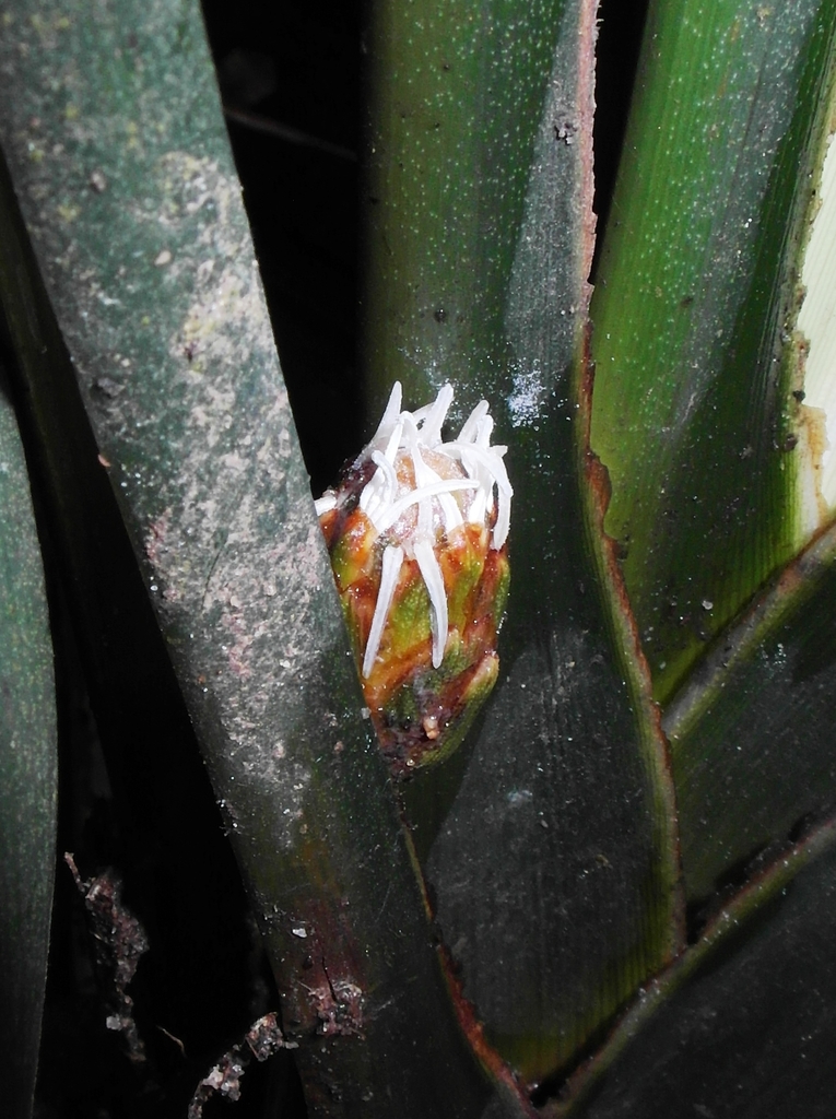 Mapania cuspidata (Mapania cuspidata)