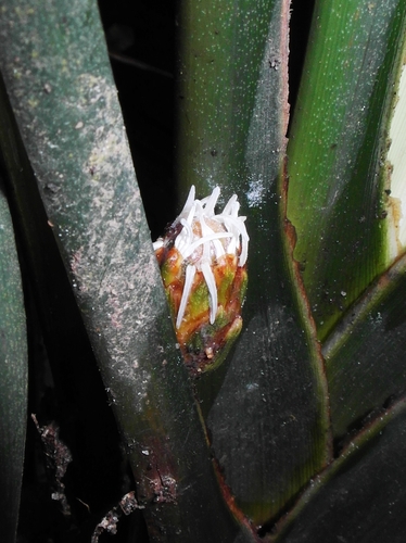 Mapania cuspidata in life