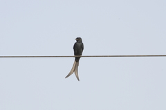 Dicrurus macrocercus