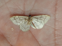 Idaea moniliata