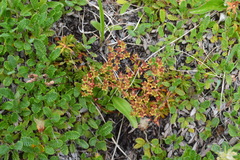 Saxifraga bronchialis funstonii