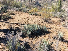 Agave cerulata
