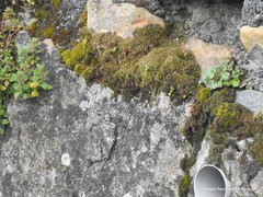 Cymbalaria muralis