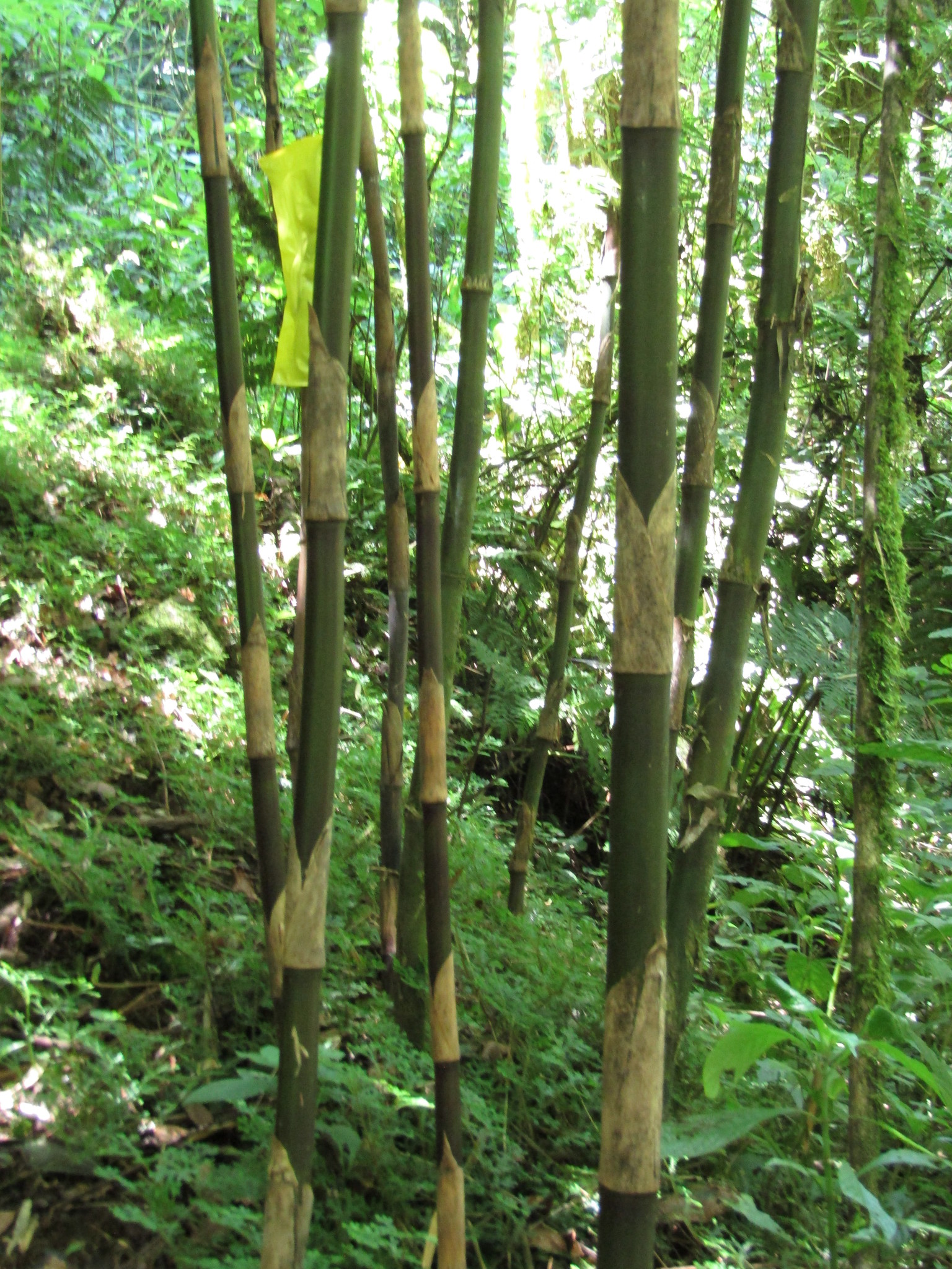 Chusquea perotensis