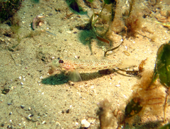 Istigobius hoesei