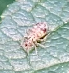 Teliapsocus