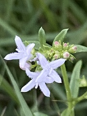 Stenaria nigricans