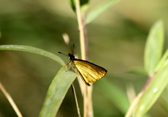 Argopteron