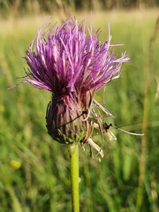 Cirsium tuberosum
