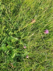 Cirsium tuberosum