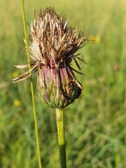 Cirsium tuberosum