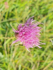 Cirsium tuberosum