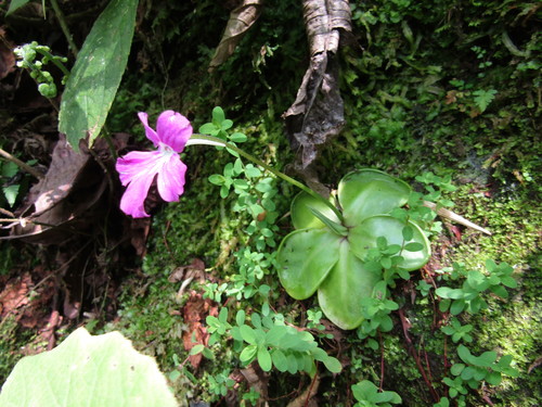 Pinguicula moranensis (Pinguicula moranensis)