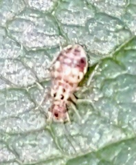 Teliapsocus
