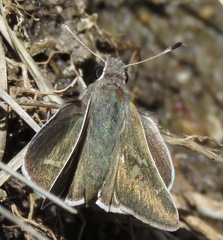 Atrytonopsis pittacus