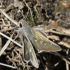 Atrytonopsis pittacus