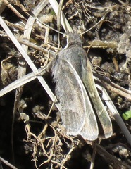 Atrytonopsis pittacus