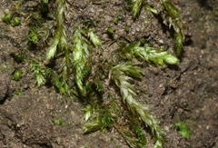 Scleropodium cespitans