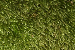 Scleropodium cespitans