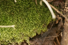 Scleropodium cespitans