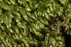 Scleropodium cespitans