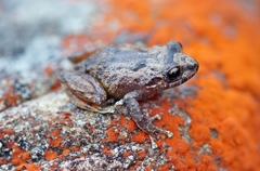 Pristimantis bogotensis