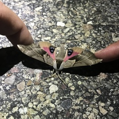 Smerinthus saliceti