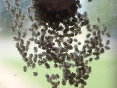 Araneae