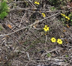 Coreopsis leavenworthii