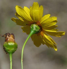 Coreopsis leavenworthii