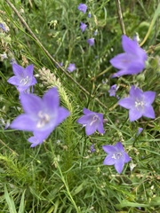Campanula intercedens