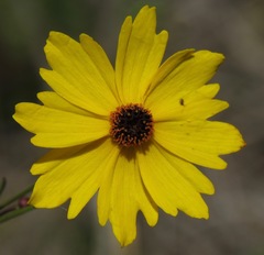 Coreopsis leavenworthii