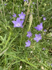 Campanula intercedens