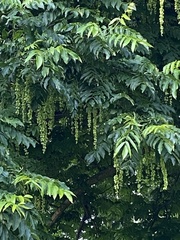 Pterocarya