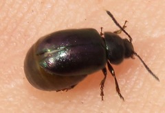 Gastrophysa cyanea