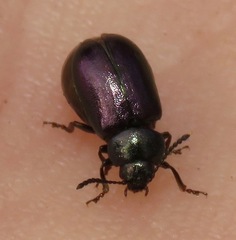 Gastrophysa cyanea