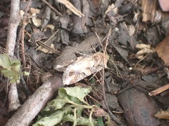Spodoptera
